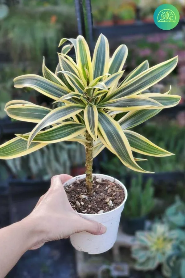 Song_Of_India_Plant_(_Pack_Of-1_)