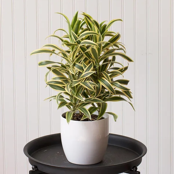 Song_Of_India_Plant_(_Pack_Of-1_)