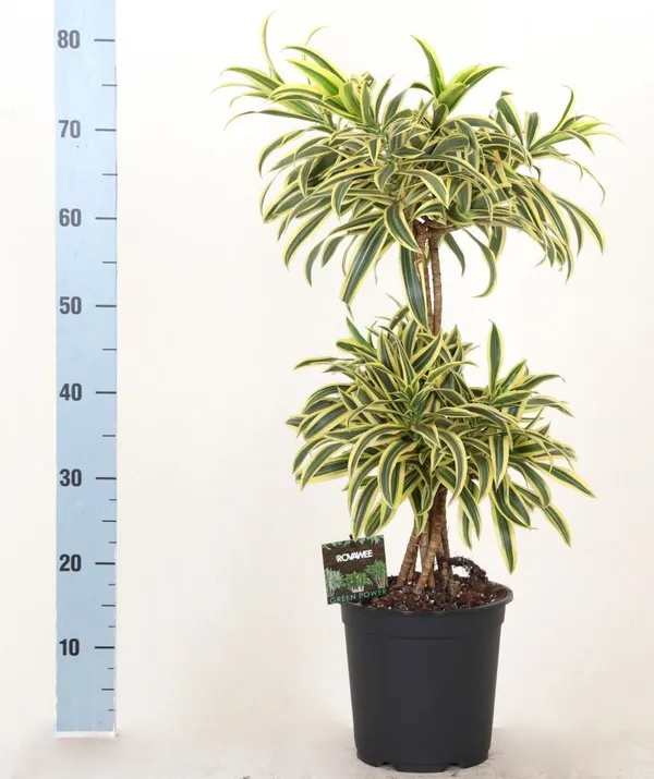 Song_Of_India_Plant_(_Pack_Of-1_)