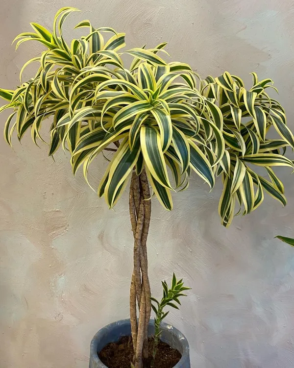 Song_Of_India_Plant_(_Pack_Of-1_)