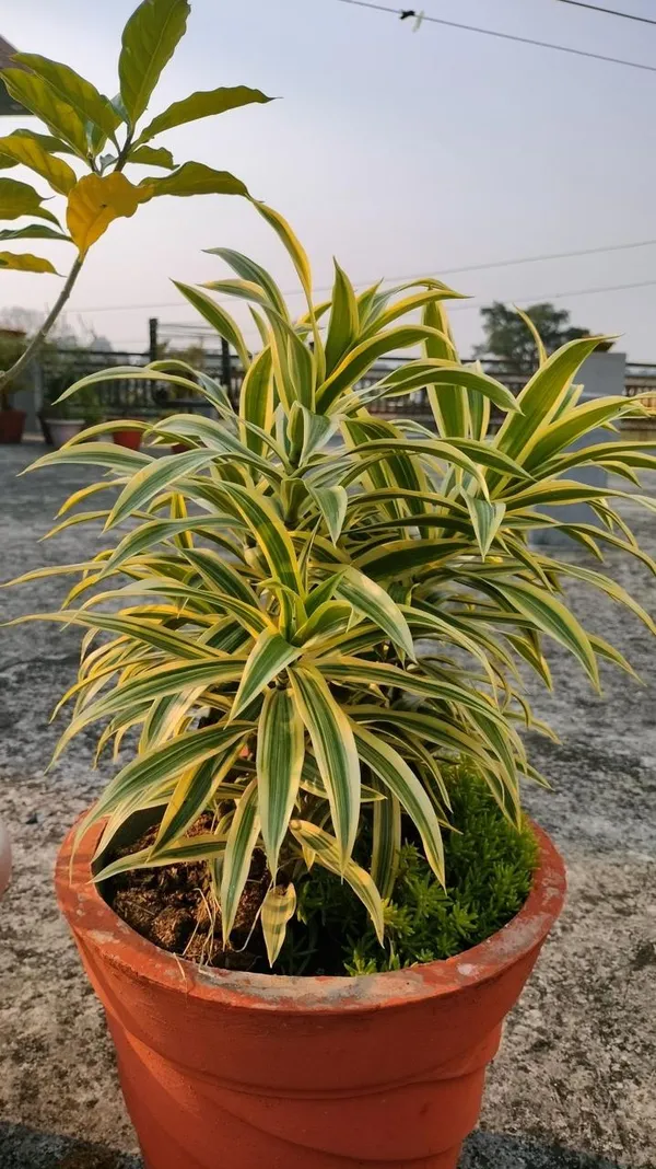 Song_Of_India_Plant_(_Pack_Of-1_)