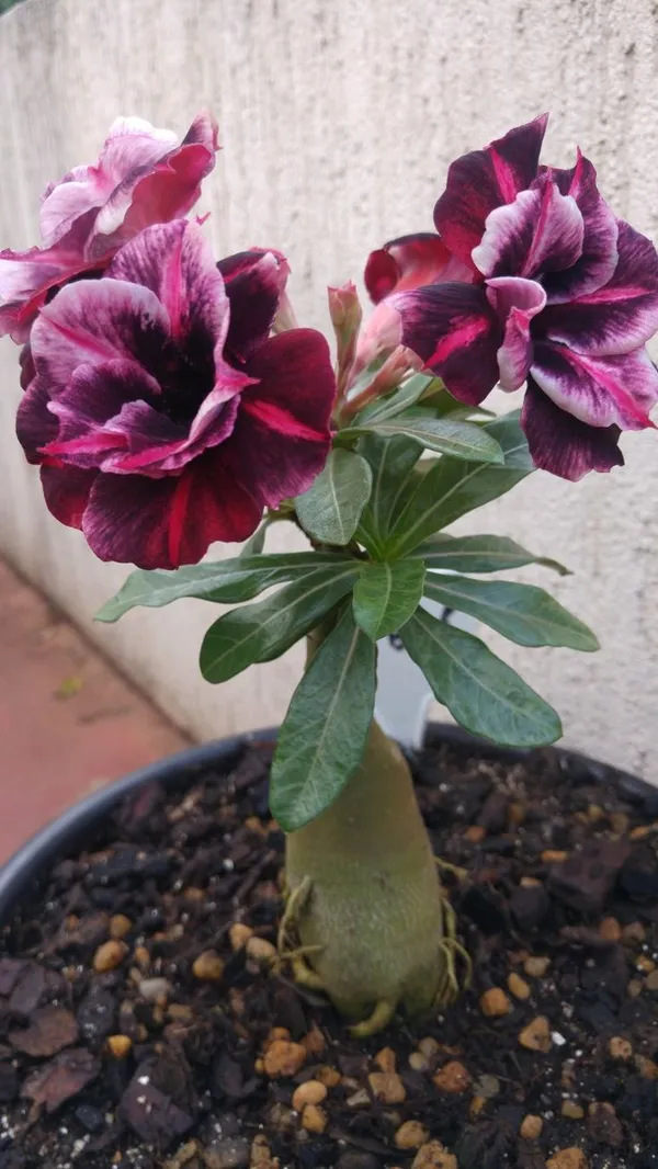 Hibrid_Adenium_flower_Grafting_Plant_(Pack_Of_1)