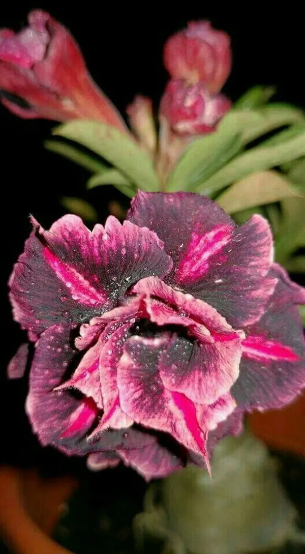 Hibrid_Adenium_flower_Grafting_Plant_(Pack_Of_1)