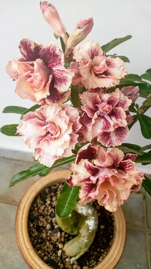 Hibrid_Adenium_flower_Grafting_Plant_(Pack_Of_1)