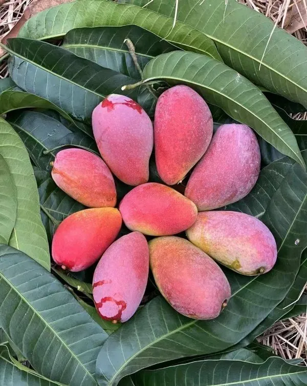 Thai_King_Chakapat_Mango_Grafted_Live_Fruit_Plant