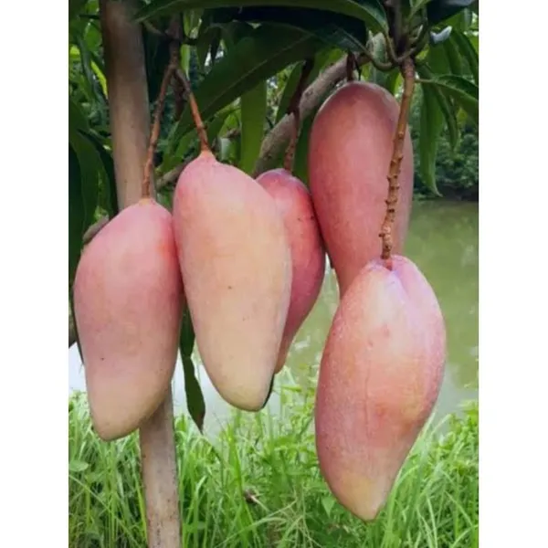 Thai_King_Chakapat_Mango_Grafted_Live_Fruit_Plant