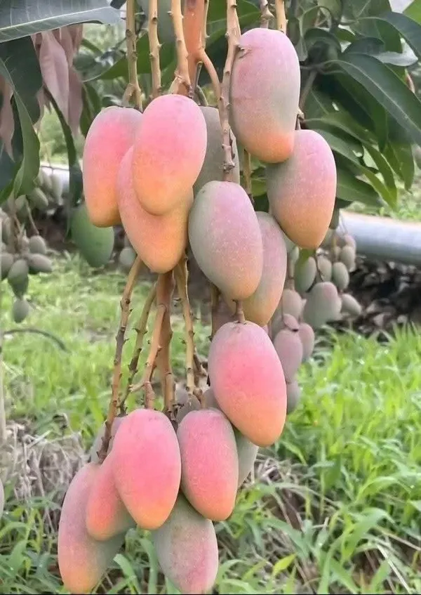 Thai_King_Chakapat_Mango_Grafted_Live_Fruit_Plant