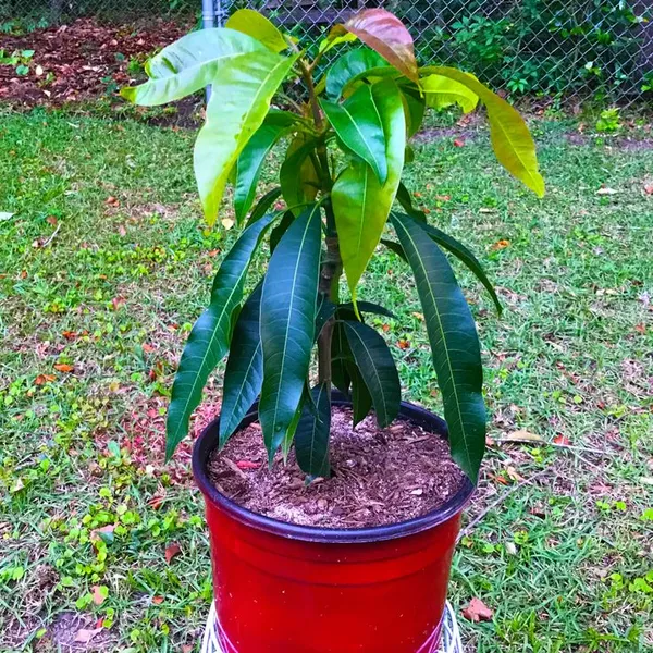 Thai_King_Chakapat_Mango_Grafted_Live_Fruit_Plant