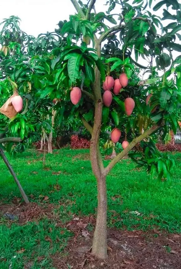 Thai_King_Chakapat_Mango_Grafted_Live_Fruit_Plant