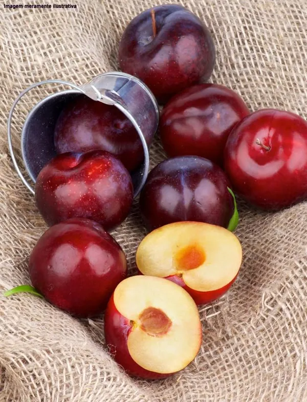 Hybrid_Aalu_Bukhara_Fruit_Grafting_Plant_(Pack_Of_1)