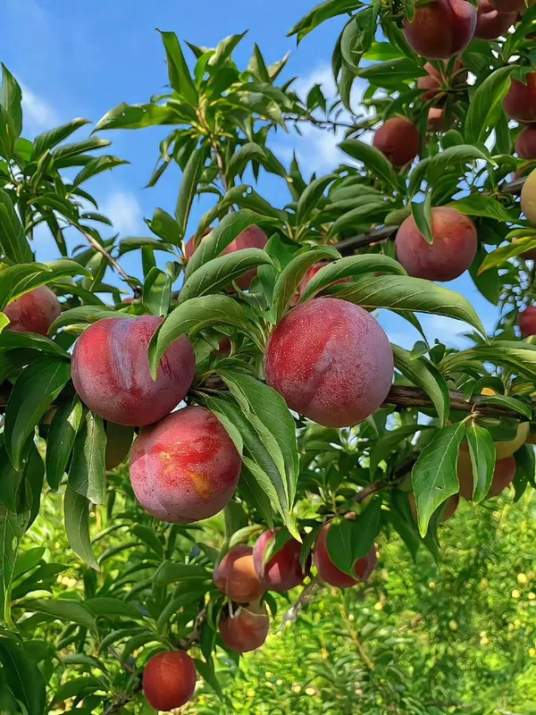 Hybrid_Aalu_Bukhara_Fruit_Grafting_Plant_(Pack_Of_1)