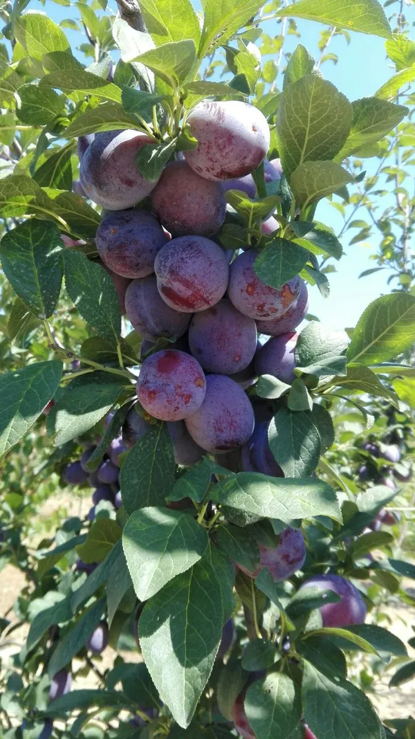 Hybrid_Aalu_Bukhara_Fruit_Grafting_Plant_(Pack_Of_1)