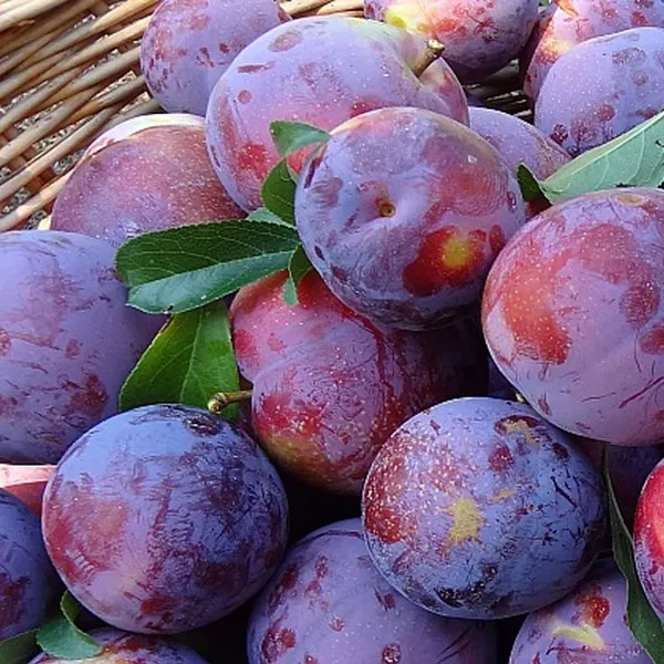 Hybrid_Aalu_Bukhara_Fruit_Grafting_Plant_(Pack_Of_1)