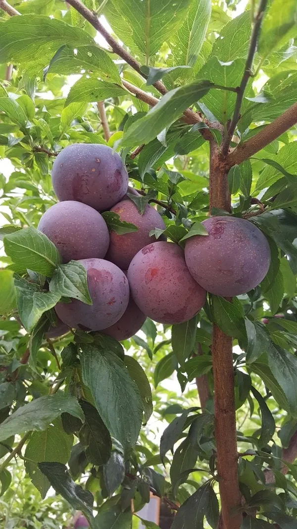 Hybrid_Aalu_Bukhara_Fruit_Grafting_Plant_(Pack_Of_1)
