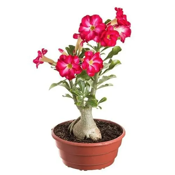 Hybrid_Adenium_Flower_Plant_Pack_Of-6
