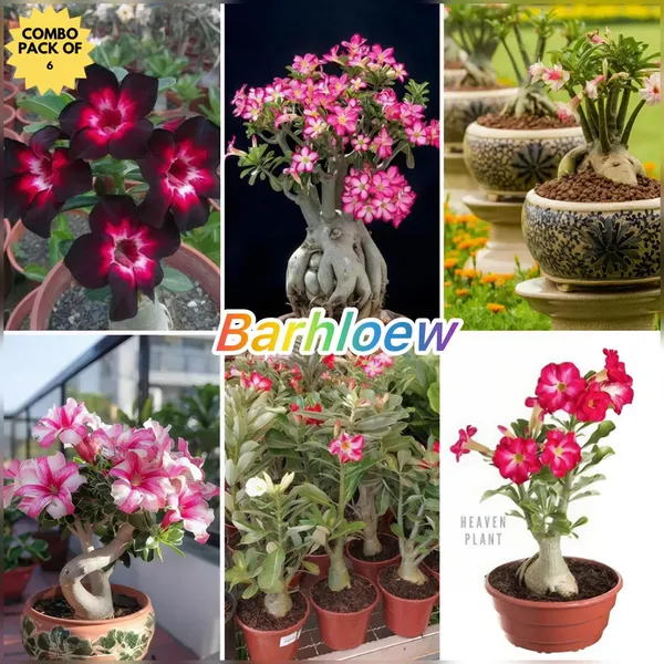 Hybrid_Adenium_Flower_Plant_Pack_Of-6