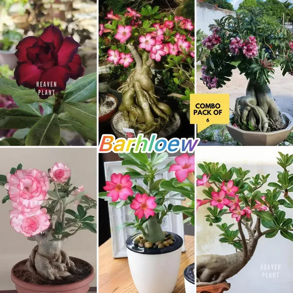 Hybrid_Adenium_Flower_Plant_Pack_Of-6
