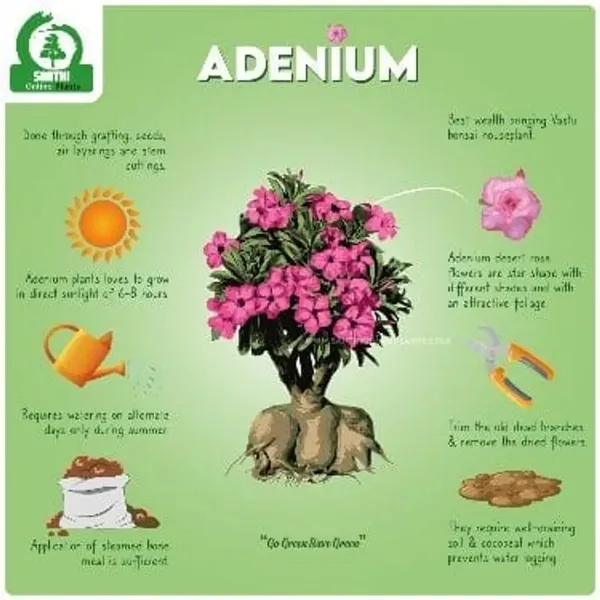 Hybrid_Adenium_Flower_Plant_Pack_Of-6