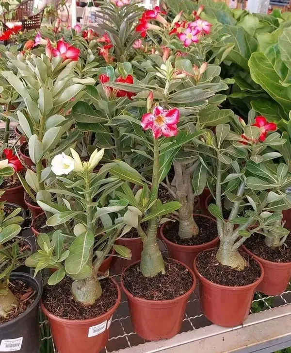 Hybrid_Adenium_Flower_Plant_Pack_Of-6