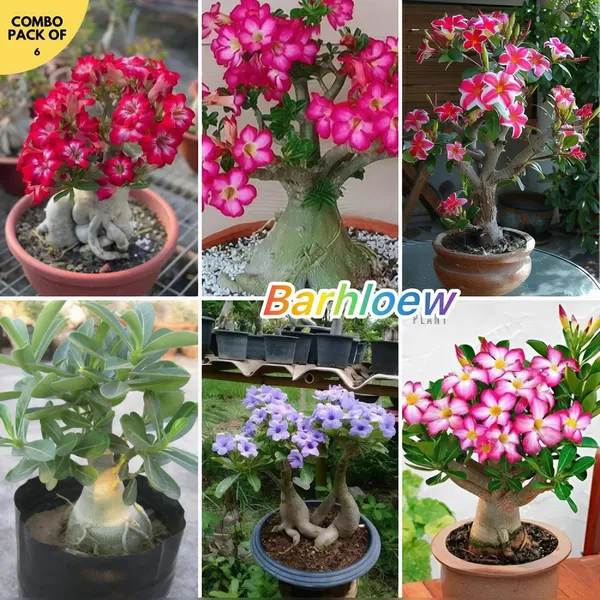 Hybrid_Adenium_Flower_Plant_Pack_Of-6