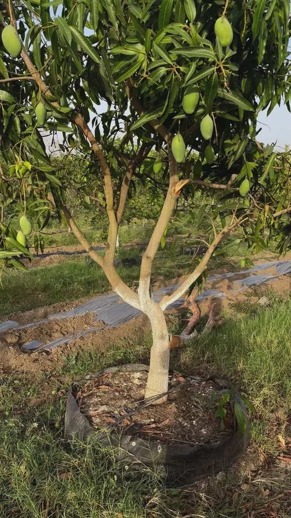 Hybrid_Amrapali_Mango_Grafting_Live_Plant_(1.5-3_Feet_Height_Pack_Of_1)