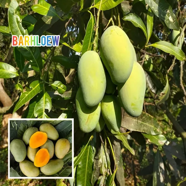 Hybrid_Amrapali_Mango_Grafting_Live_Plant_(1.5-3_Feet_Height_Pack_Of_1)