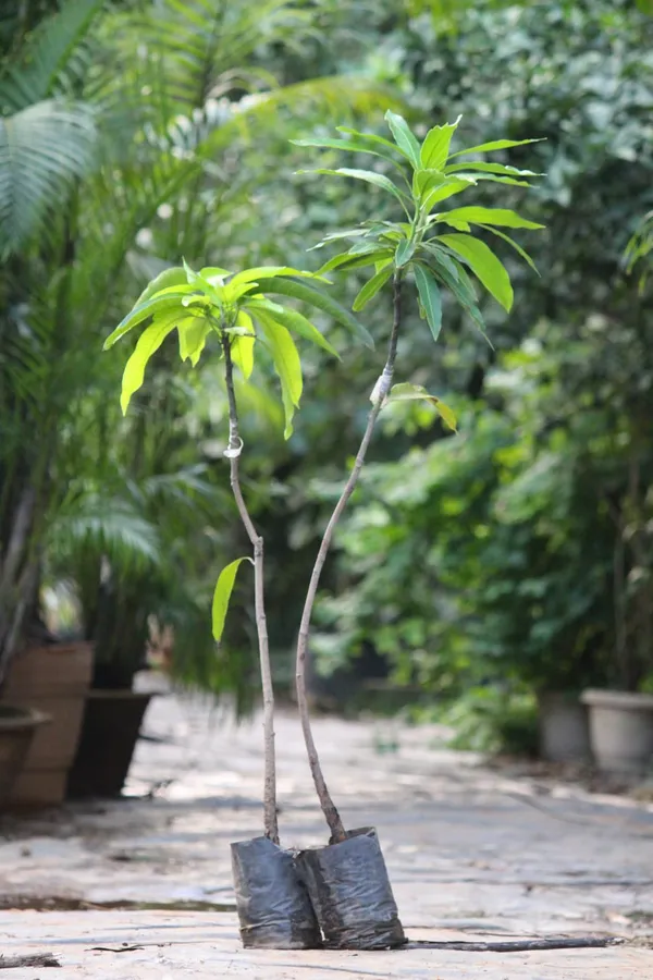 Hybrid_Amrapali_Mango_Grafting_Live_Plant_(1.5-3_Feet_Height_Pack_Of_1)