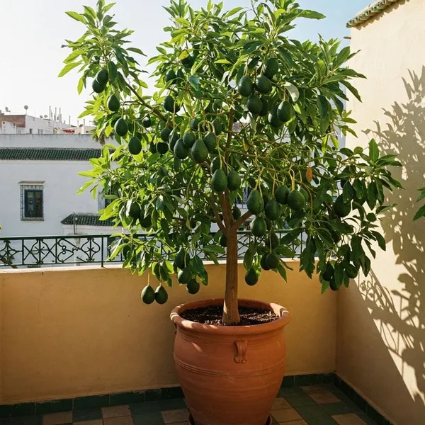 Hybrid_Avocado_Seedling_Plant