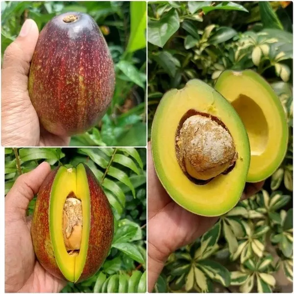Hybrid_Avocado_Seedling_Plant