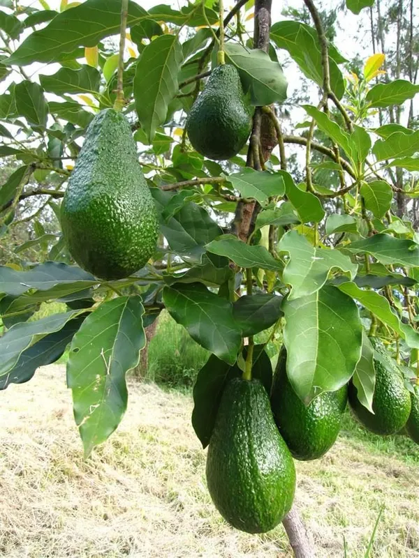 Hybrid_Avocado_Seedling_Plant
