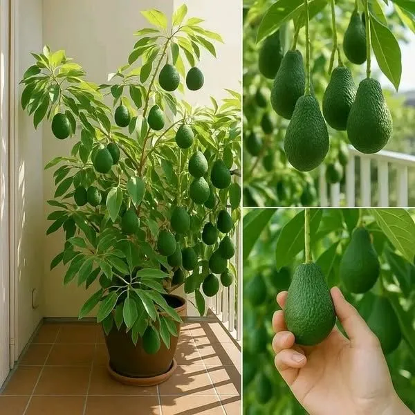 Hybrid_Avocado_Seedling_Plant