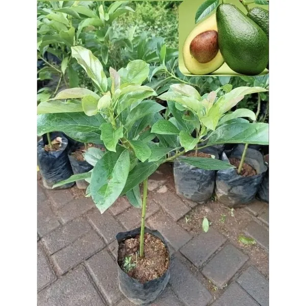 Hybrid_Avocado_Seedling_Plant