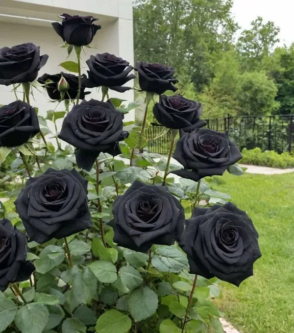 Hybrid_Black_Rose_Plant_(Pack_Of_1)