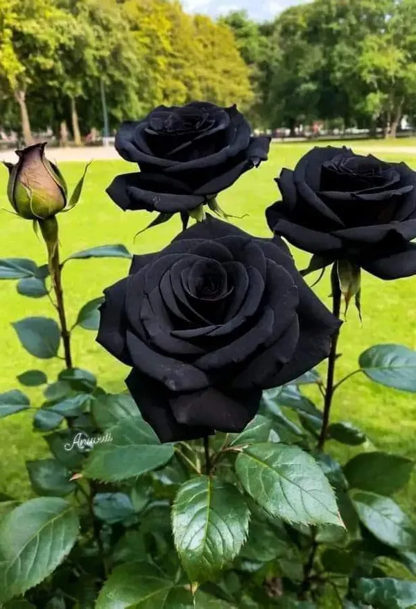 Hybrid_Black_Rose_Plant_(Pack_Of_1)