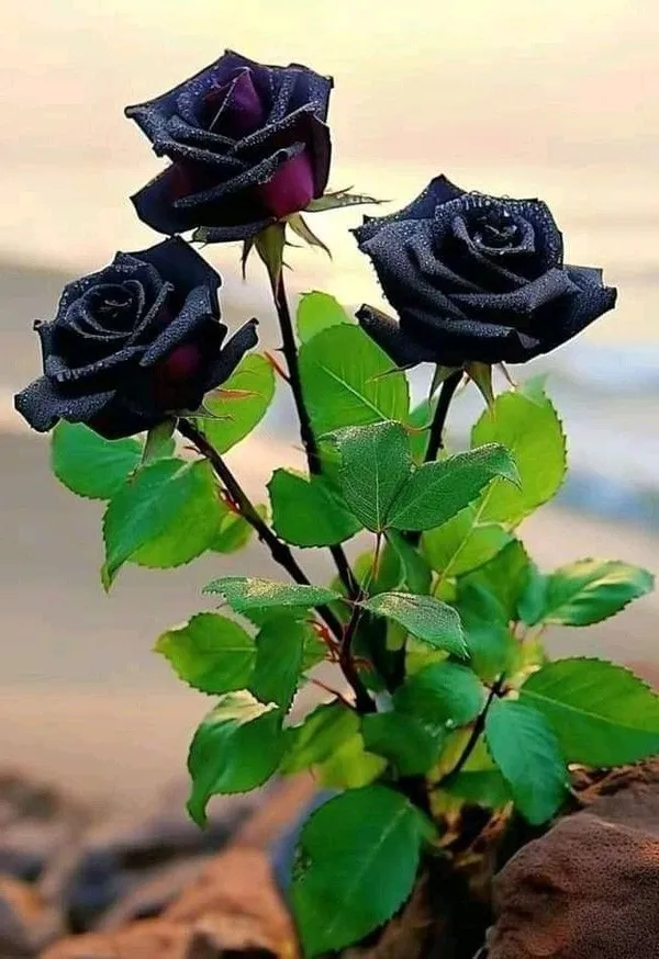 Hybrid_Black_Rose_Plant_(Pack_Of_1)