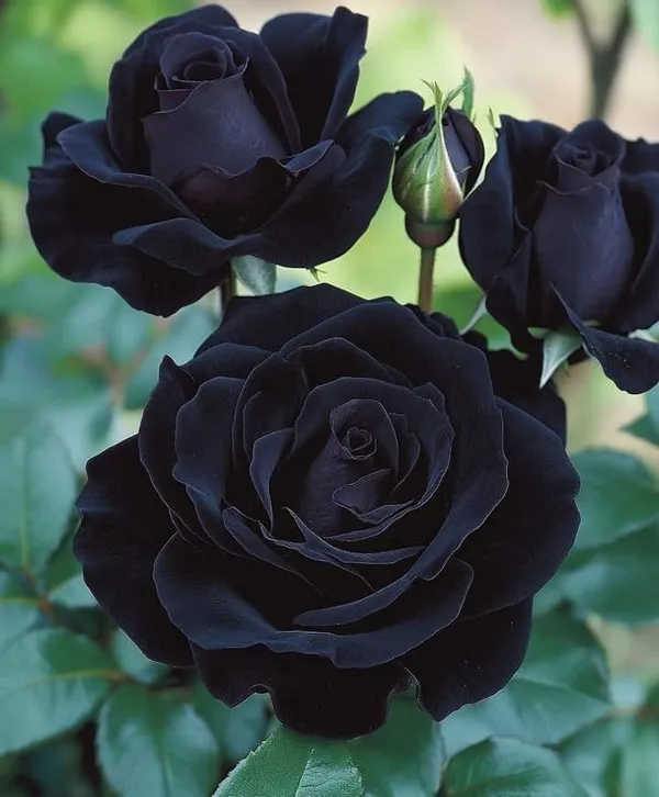 Hybrid_Black_Rose_Plant_(Pack_Of_1)