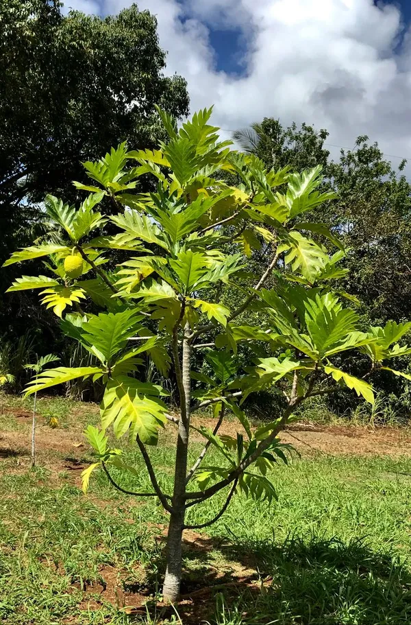 Hybrid_Breadfruit_Grafted_Live_Plant
