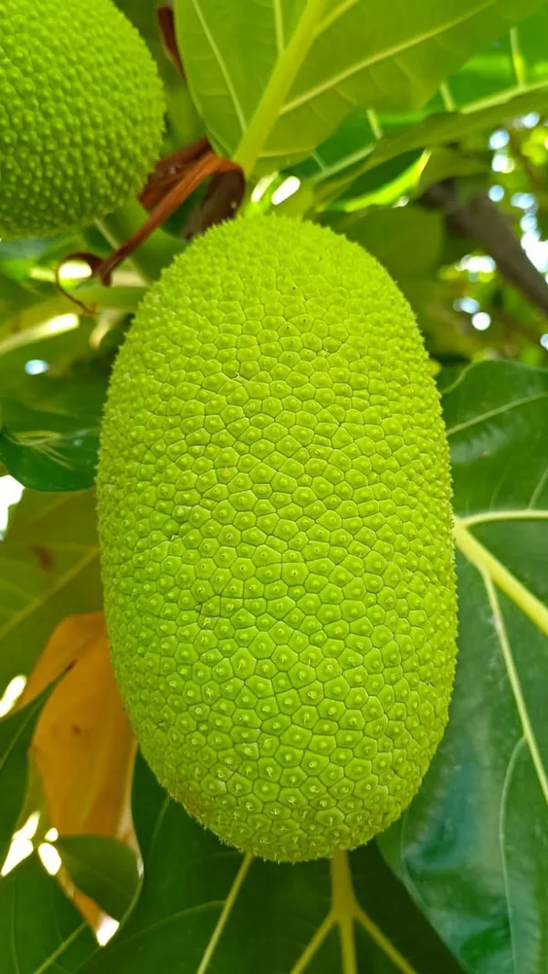 Hybrid_Breadfruit_Grafted_Live_Plant
