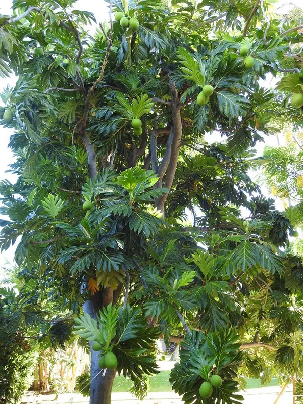 Hybrid_Breadfruit_Grafted_Live_Plant