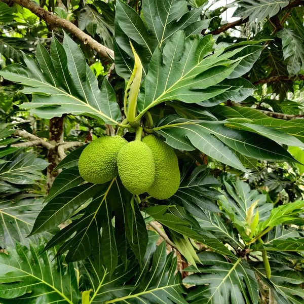 Hybrid_Breadfruit_Grafted_Live_Plant