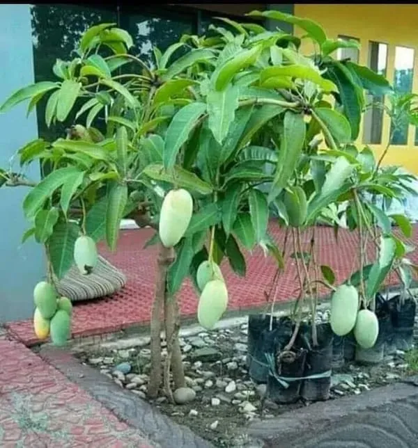 Hybrid_Chausa_Mango_🥭🥭🥭_Grafting_Fruit_Live_Plant_(1.5-3_Feet_Height_Pack_Of_1)
