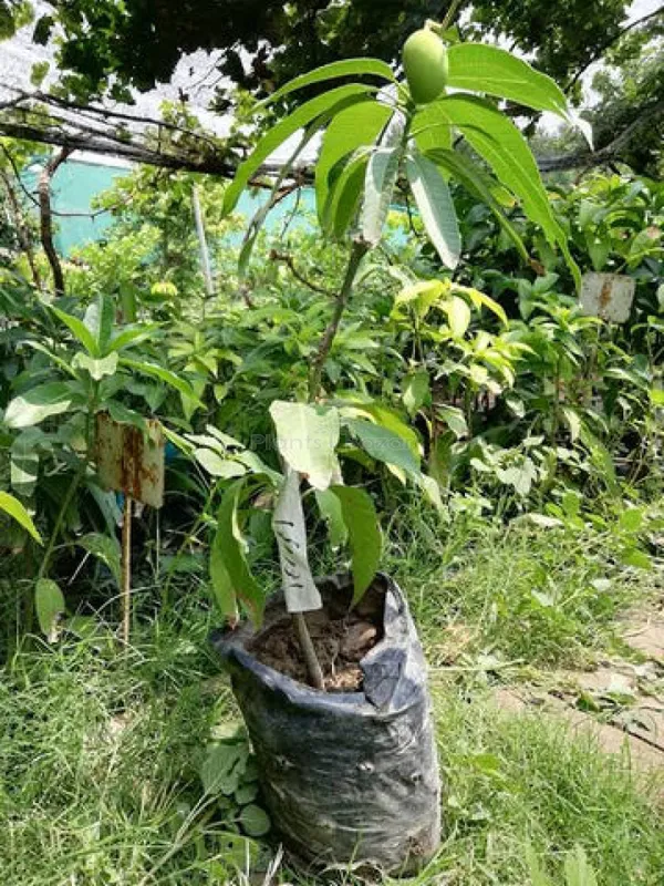 Hybrid_Chausa_Mango_🥭🥭🥭_Grafting_Fruit_Live_Plant_(1.5-3_Feet_Height_Pack_Of_1)