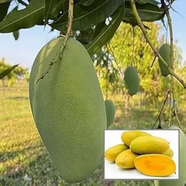 Hybrid_Dasheri_Mango_🥭🥭🥭_Grafting_Fruit_Live_Plant_(1.5-3_Feet_Height_Pack_Of_1)