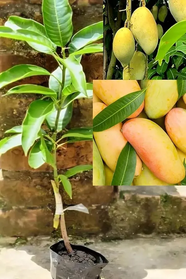 Hybrid_Dasheri_Mango_🥭🥭🥭_Grafting_Fruit_Live_Plant_(1.5-3_Feet_Height_Pack_Of_1)