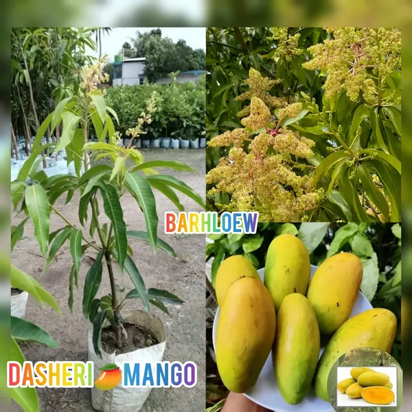 Hybrid_Dasheri_Mango_🥭🥭🥭_Grafting_Fruit_Live_Plant_(1.5-3_Feet_Height_Pack_Of_1)