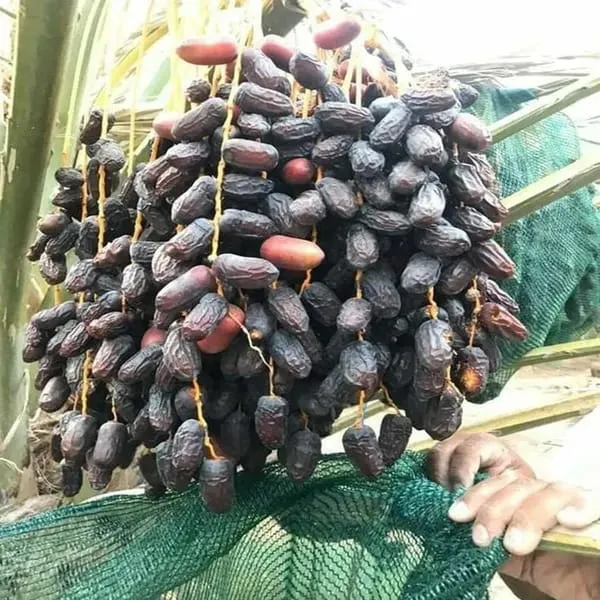 Hybrid_Date_Fruit_Plant_(1.5-3_Feet_Height_Pack_Of_1)