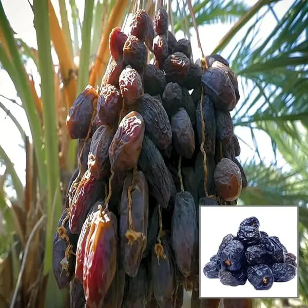 Hybrid_Date_Fruit_Plant_(1.5-3_Feet_Height_Pack_Of_1)