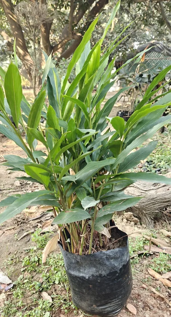 Hybrid_Elaichi_Plant_(1.5-3_Feet_Height_Pack_Of_1)