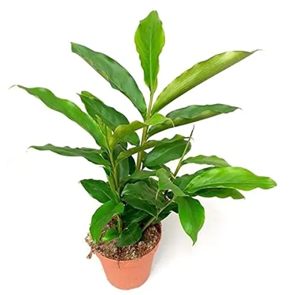 Hybrid_Elaichi_Plant_(1.5-3_Feet_Height_Pack_Of_1)