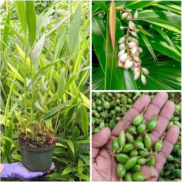 Hybrid_Elaichi_Plant_(1.5-3_Feet_Height_Pack_Of_1)